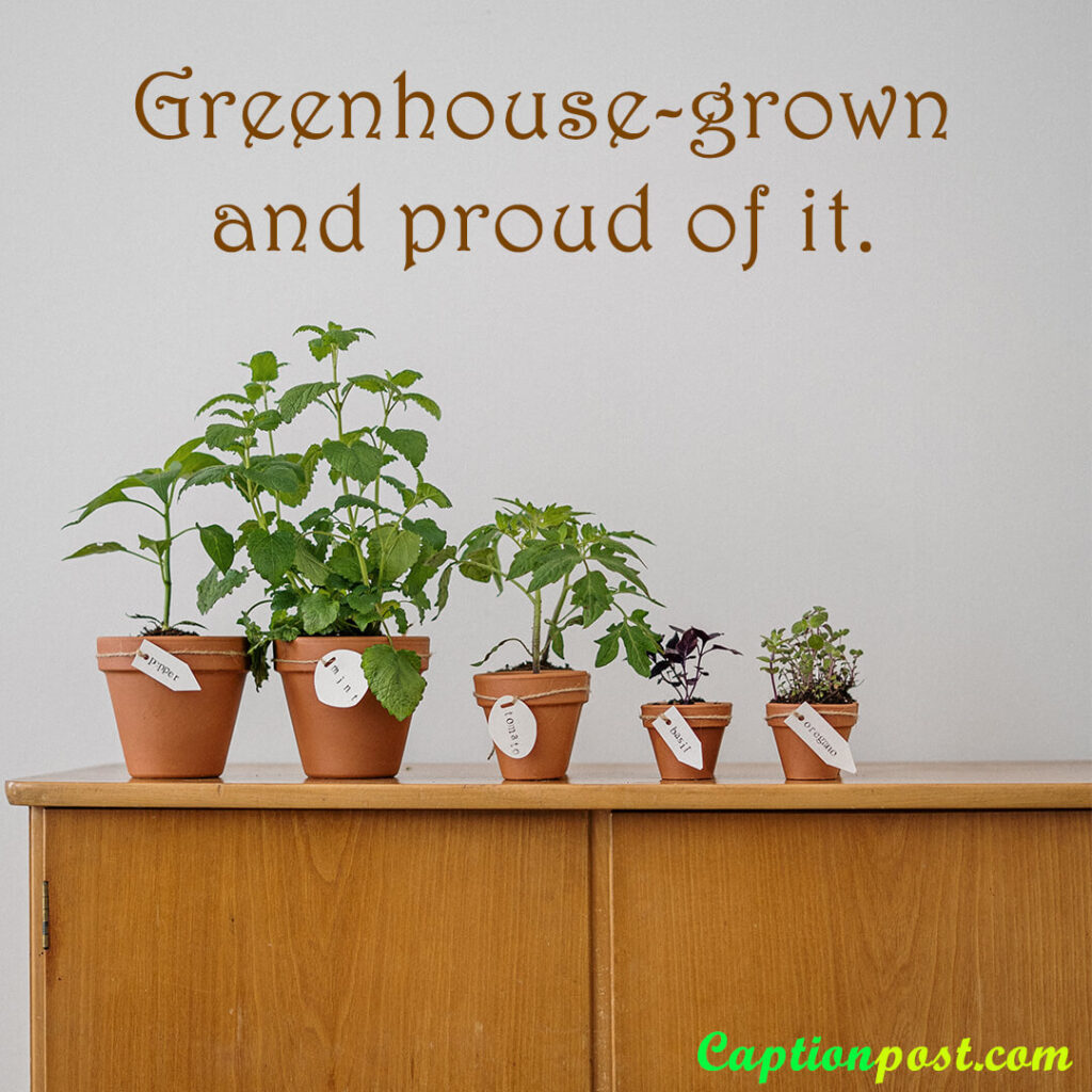 Greenhouse-grown and proud of it.