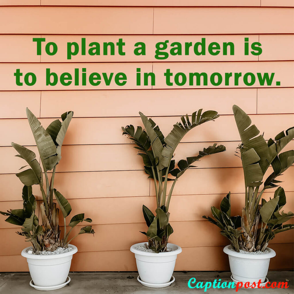 To plant a garden is to believe in tomorrow.