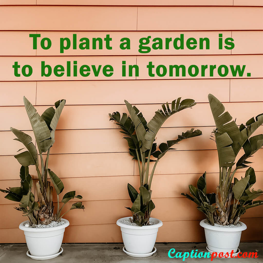 50+ Cute and Witty Garden Captions for Plant Lovers Captionpost