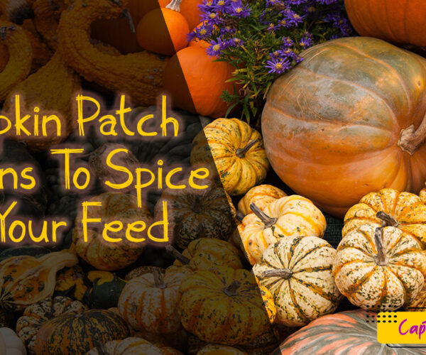 Pumpkin Patch Captions To Spice Up Your Feed