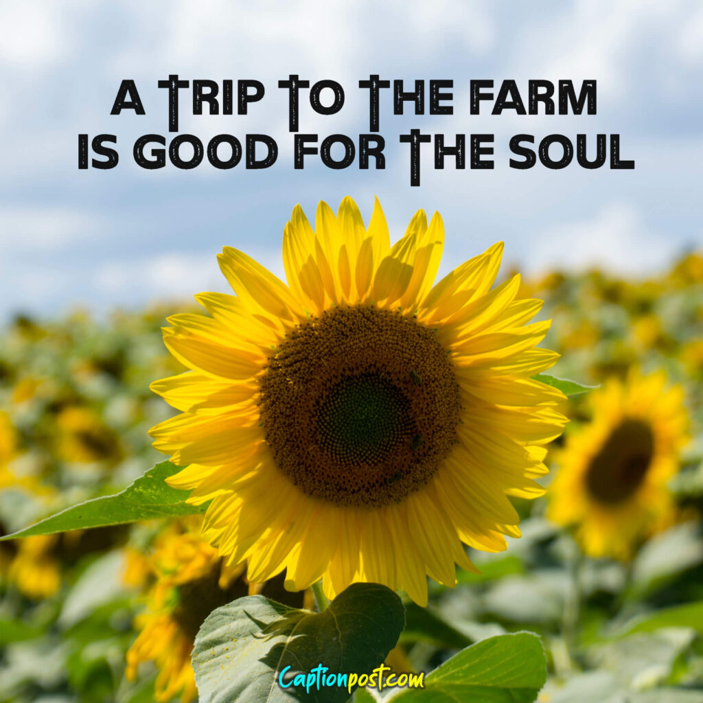 A trip to the farm is good for the soul.