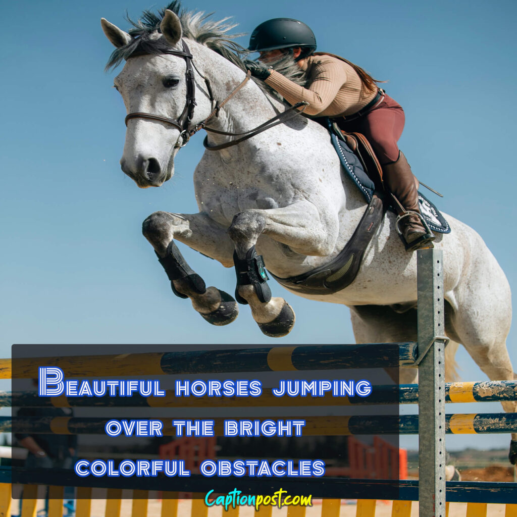 Beautiful horses jumping over the bright colorful obstacles 