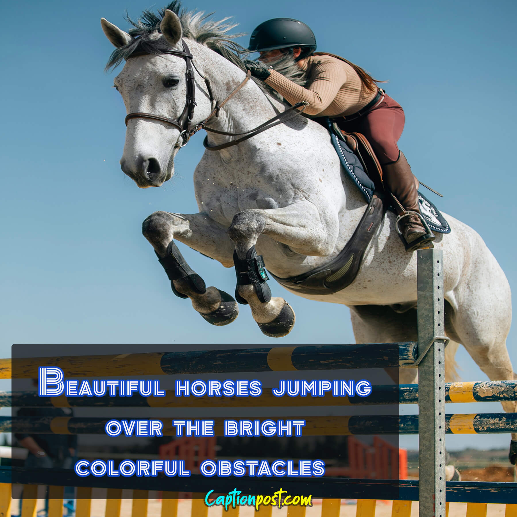 Horse Lover Captions for The Perfect Instagram Post Captionpost