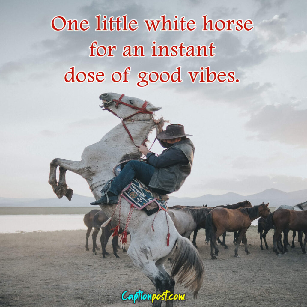 One little white horse for an instant dose of good vibes.