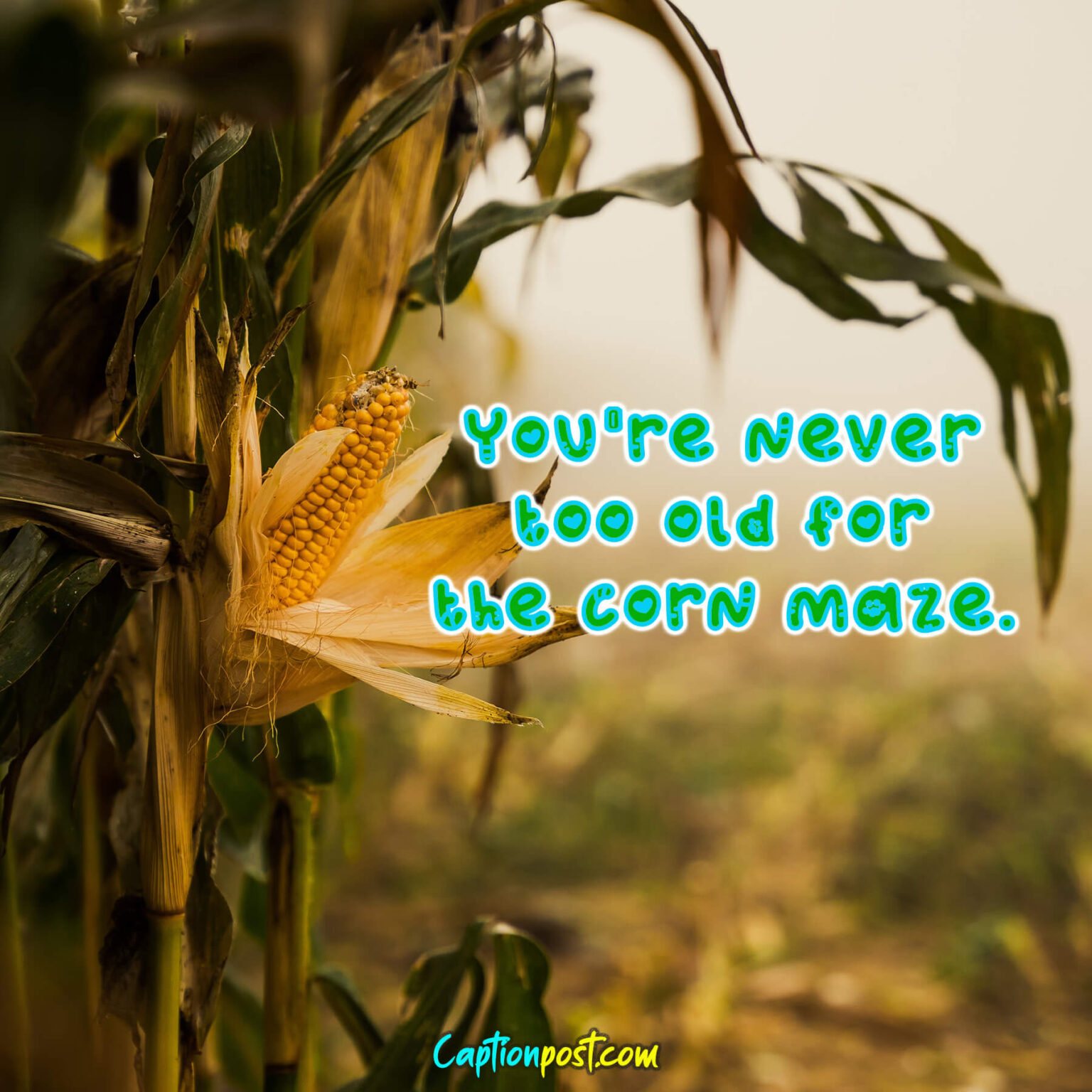 Best Farm captions That Will Make Your Feed Pop Captionpost