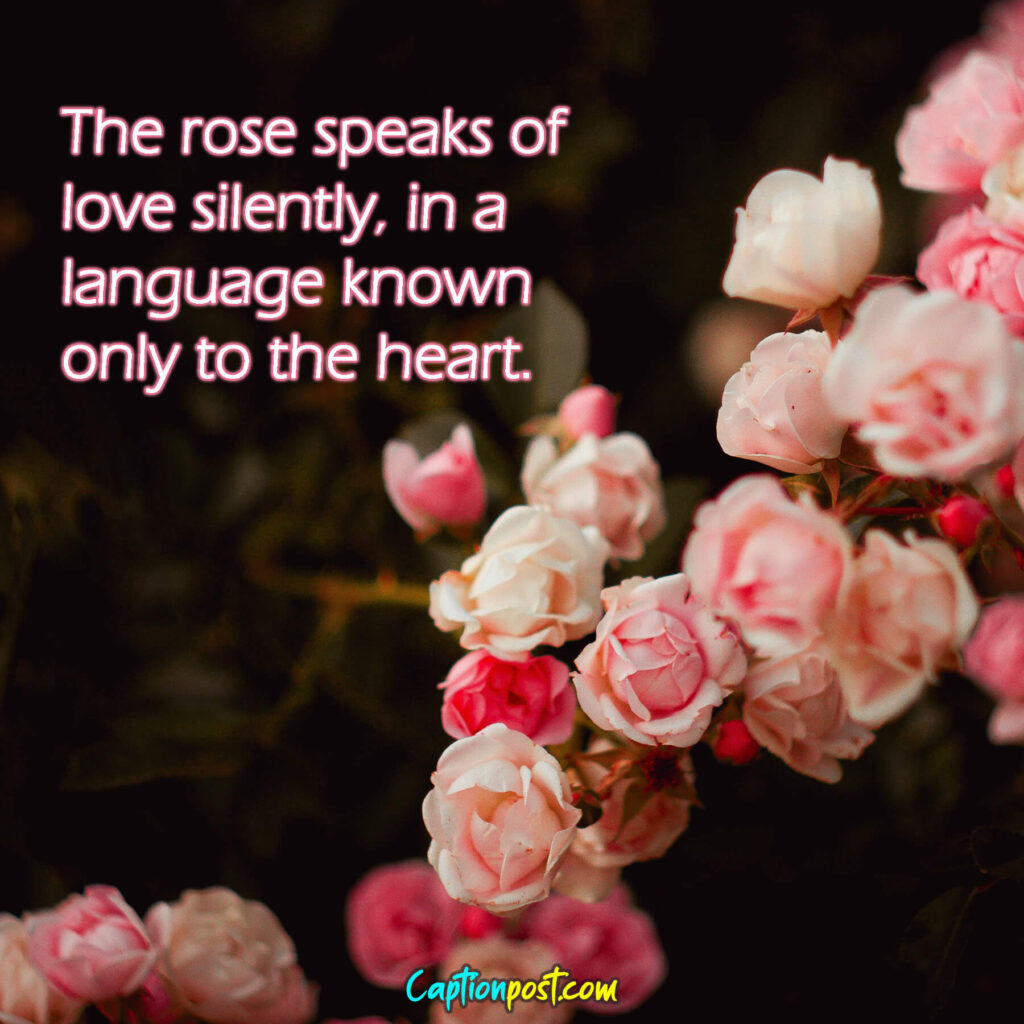 The rose speaks of love silently, in a language known only to the heart.