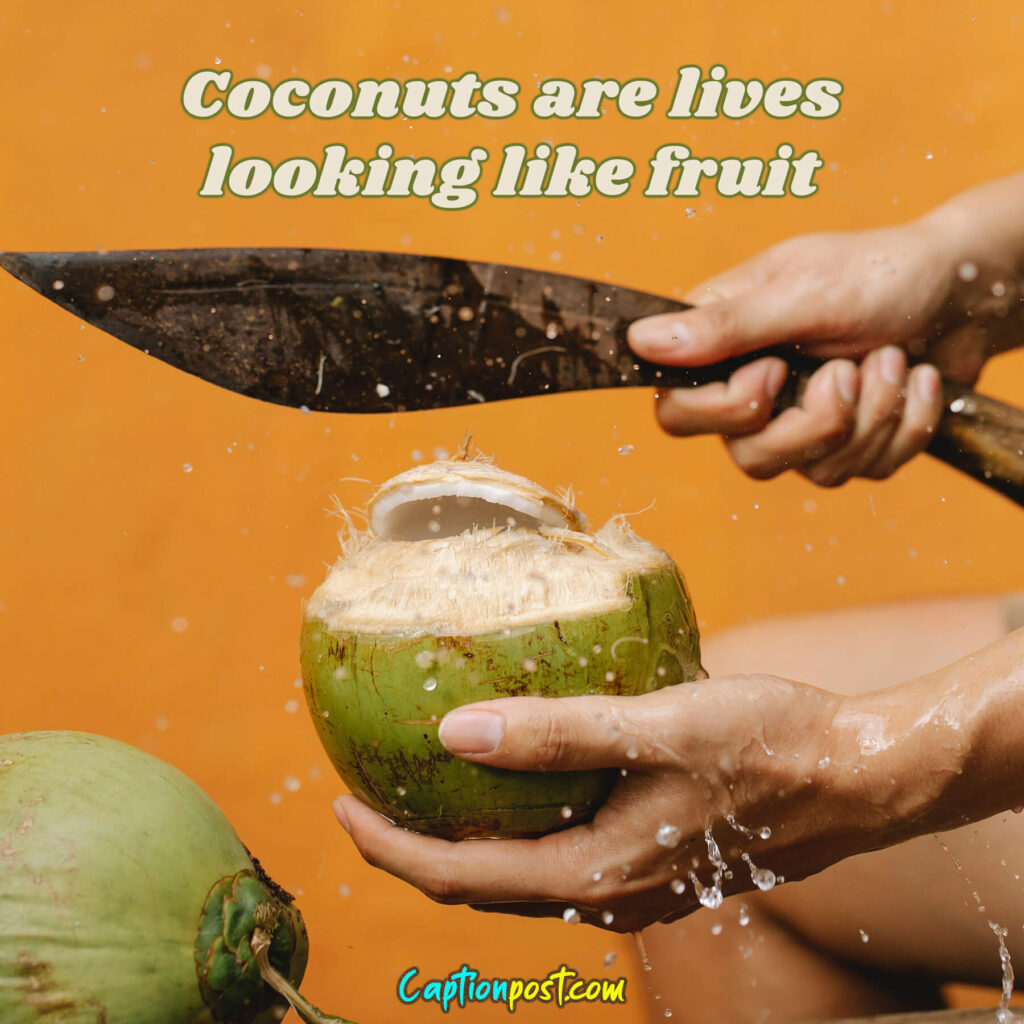 Coconuts are lives looking like fruit.