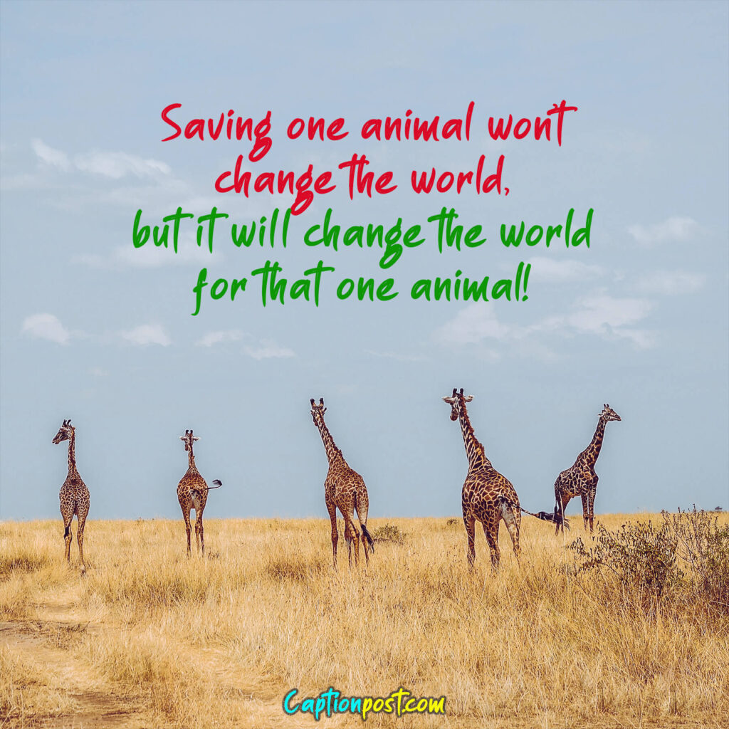 Saving one animal won’t change the world, but it will change the world for that one animal!