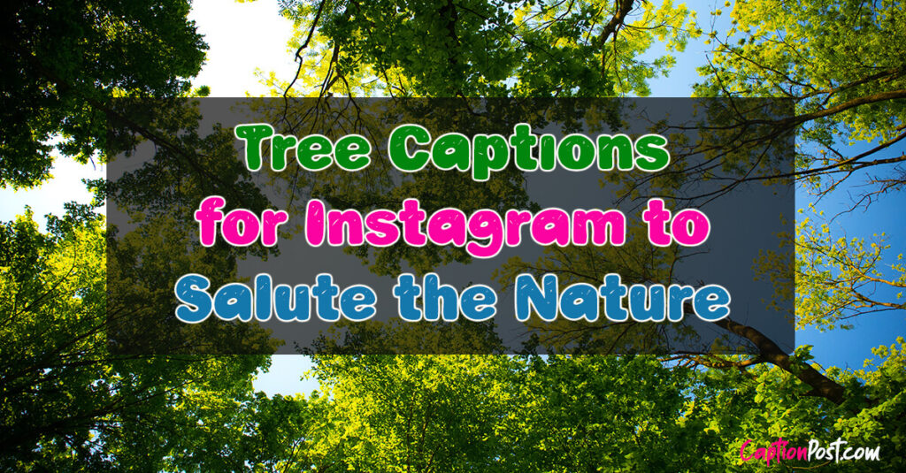 Tree Captions for Instagram to Salute the Nature Captionpost