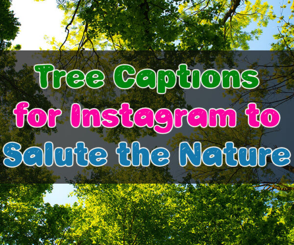 Tree Captions for Instagram to Salute the Nature