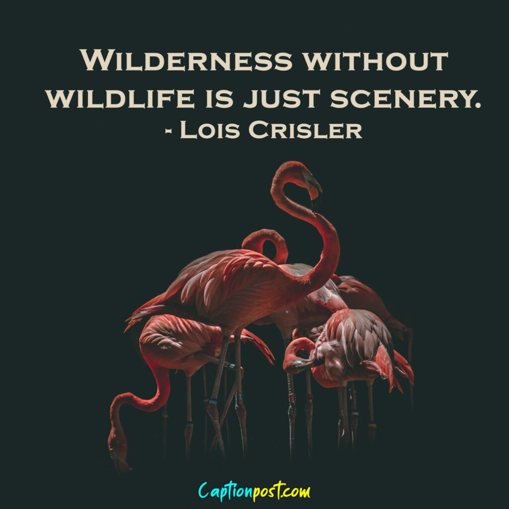 Wilderness without wildlife is just scenery. - Lois Crisler
