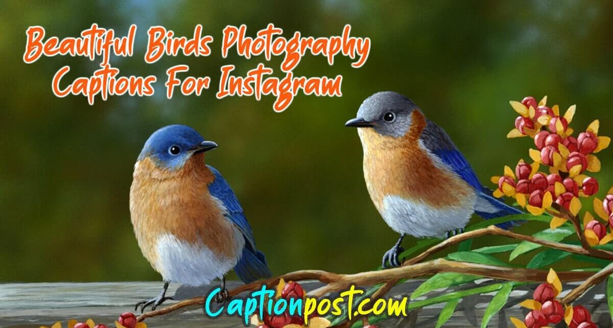Beautiful Birds Photography Captions For Instagram Captionpost