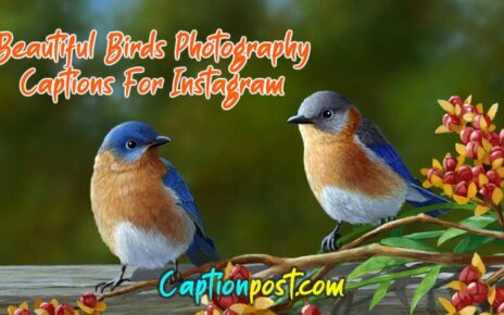 Beautiful Birds Photography Captions For Instagram