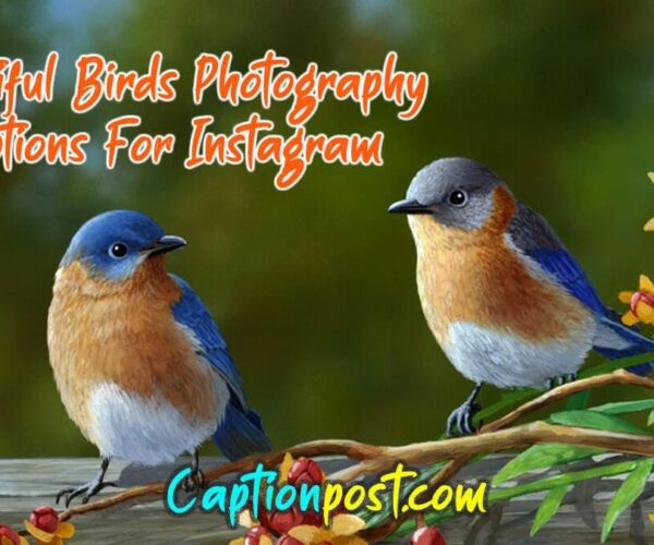 Beautiful Birds Photography Captions For Instagram