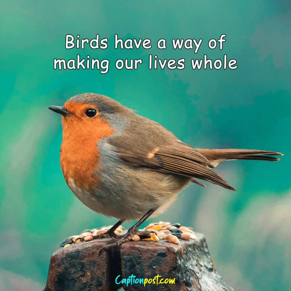 Birds photography Captions For Instagram