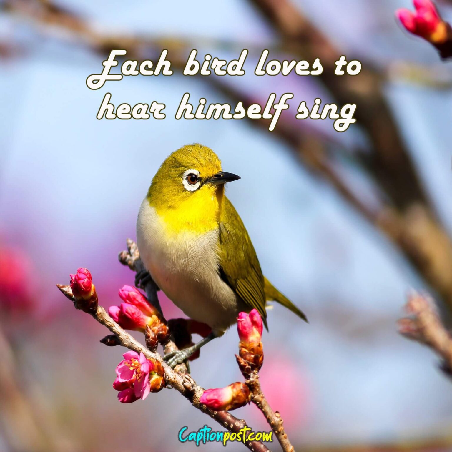 Beautiful Birds Photography Captions For Instagram Captionpost