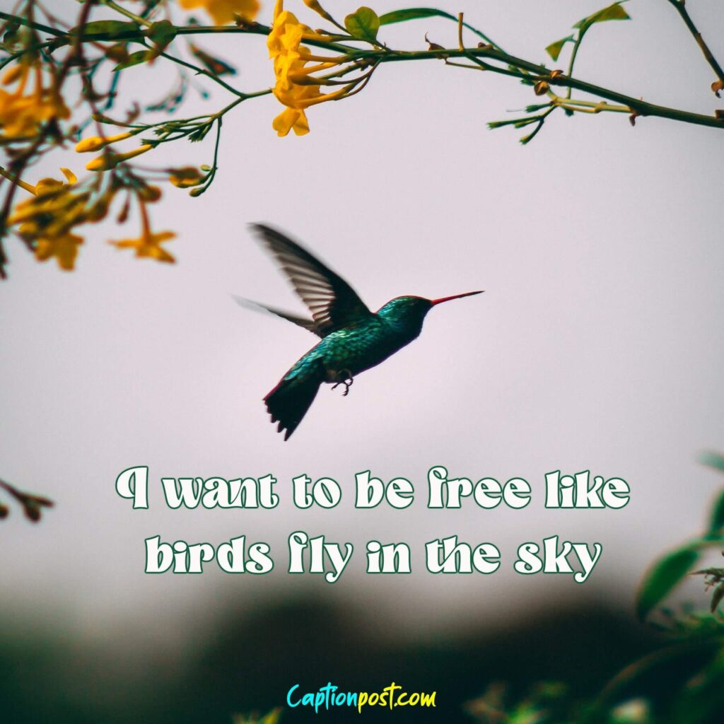 Flying Birds Captions for Instagram