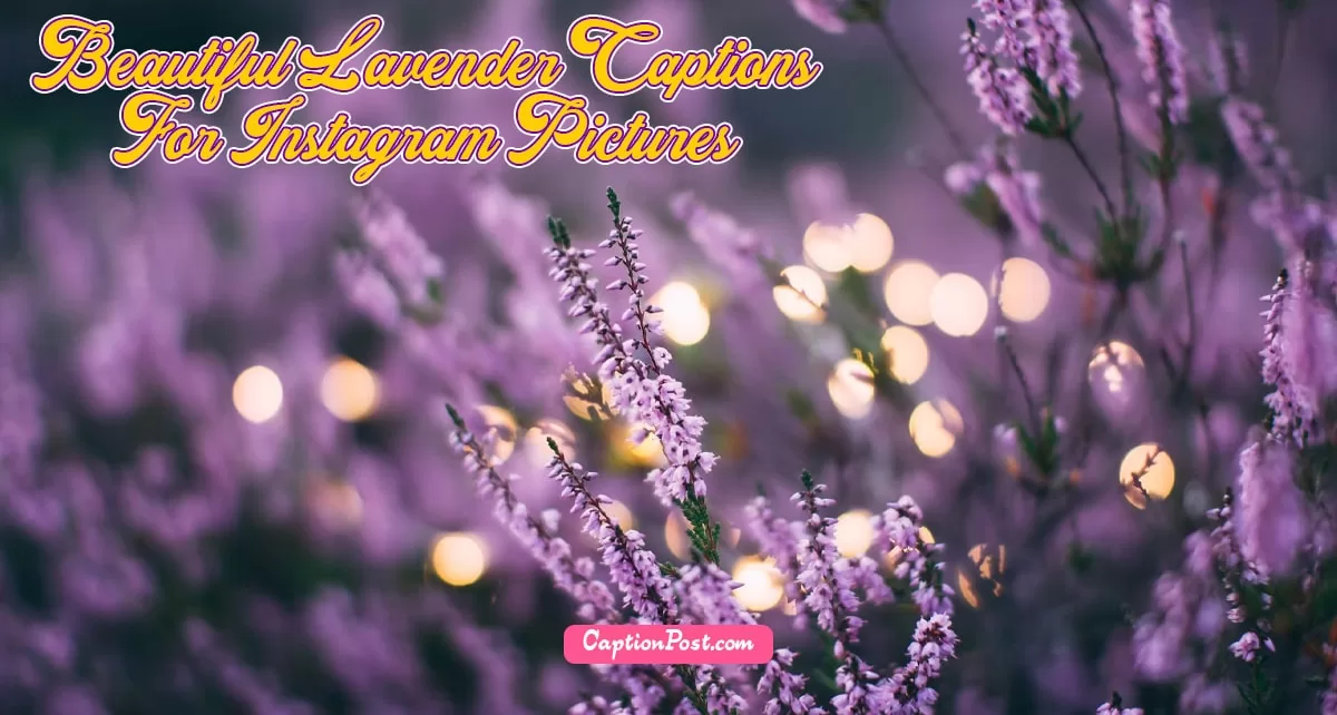 60+ Beautiful Lavender Captions For Instagram Pictures