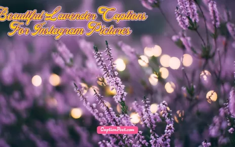 60+ Beautiful Lavender Captions For Instagram Pictures