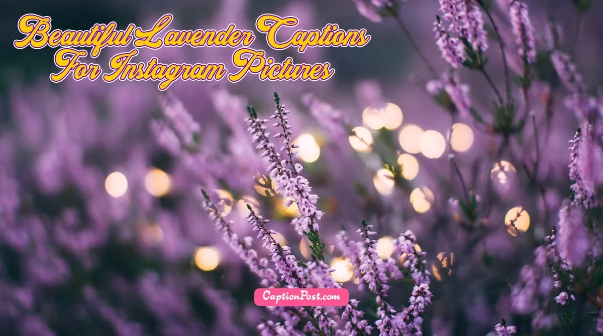 60+ Beautiful Lavender Captions For Instagram Pictures Captionpost