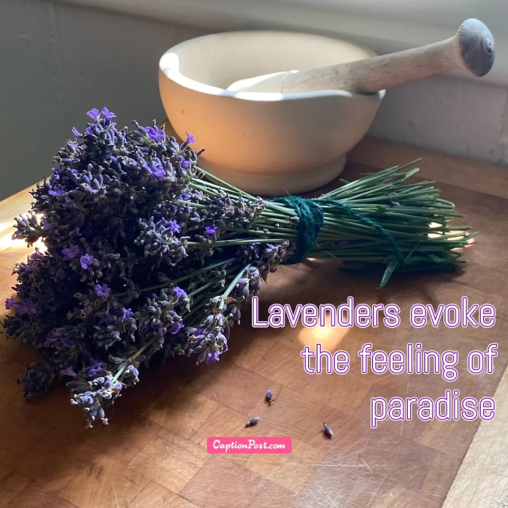 Instagram Captions For Lavender Lovers