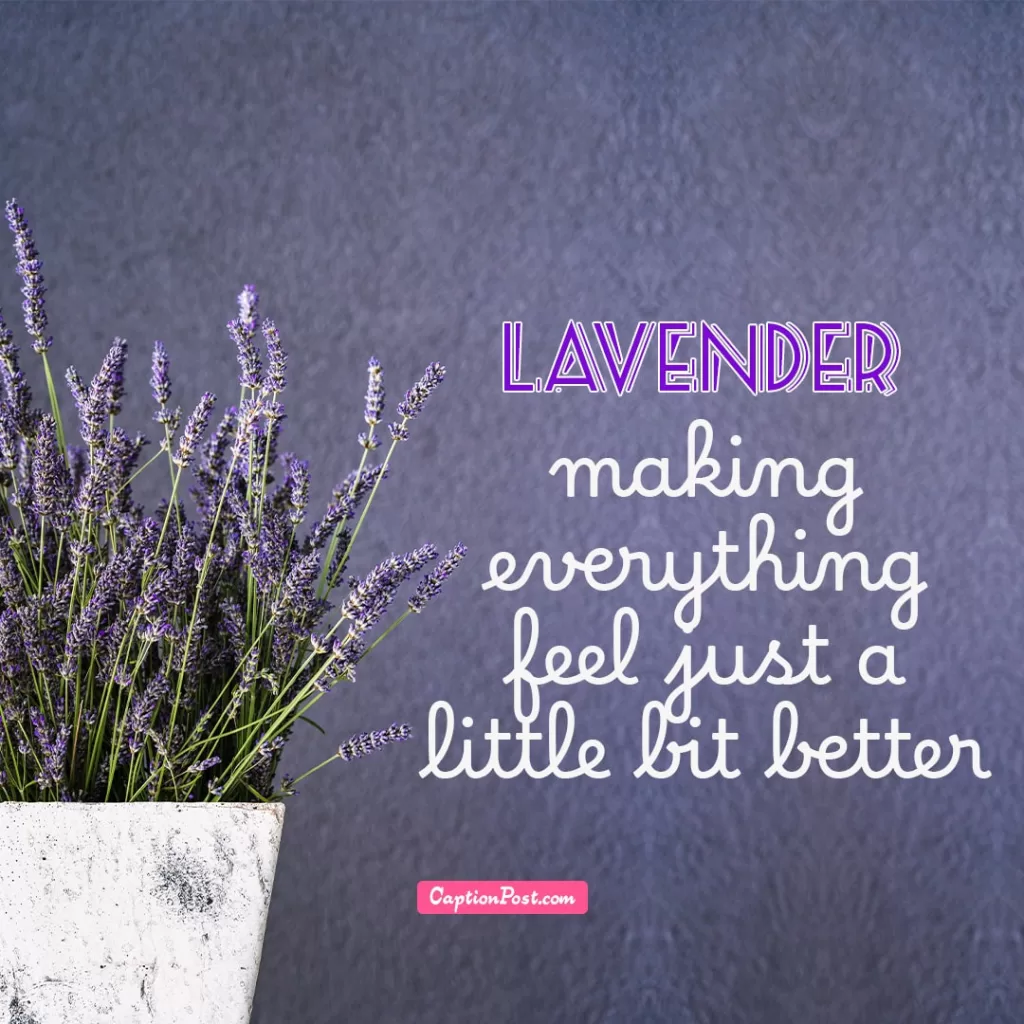 Best Lavender Captions For Instagram