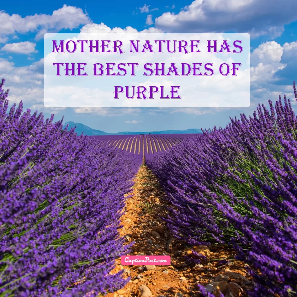 Top 20 Lavender Captions For Instagram