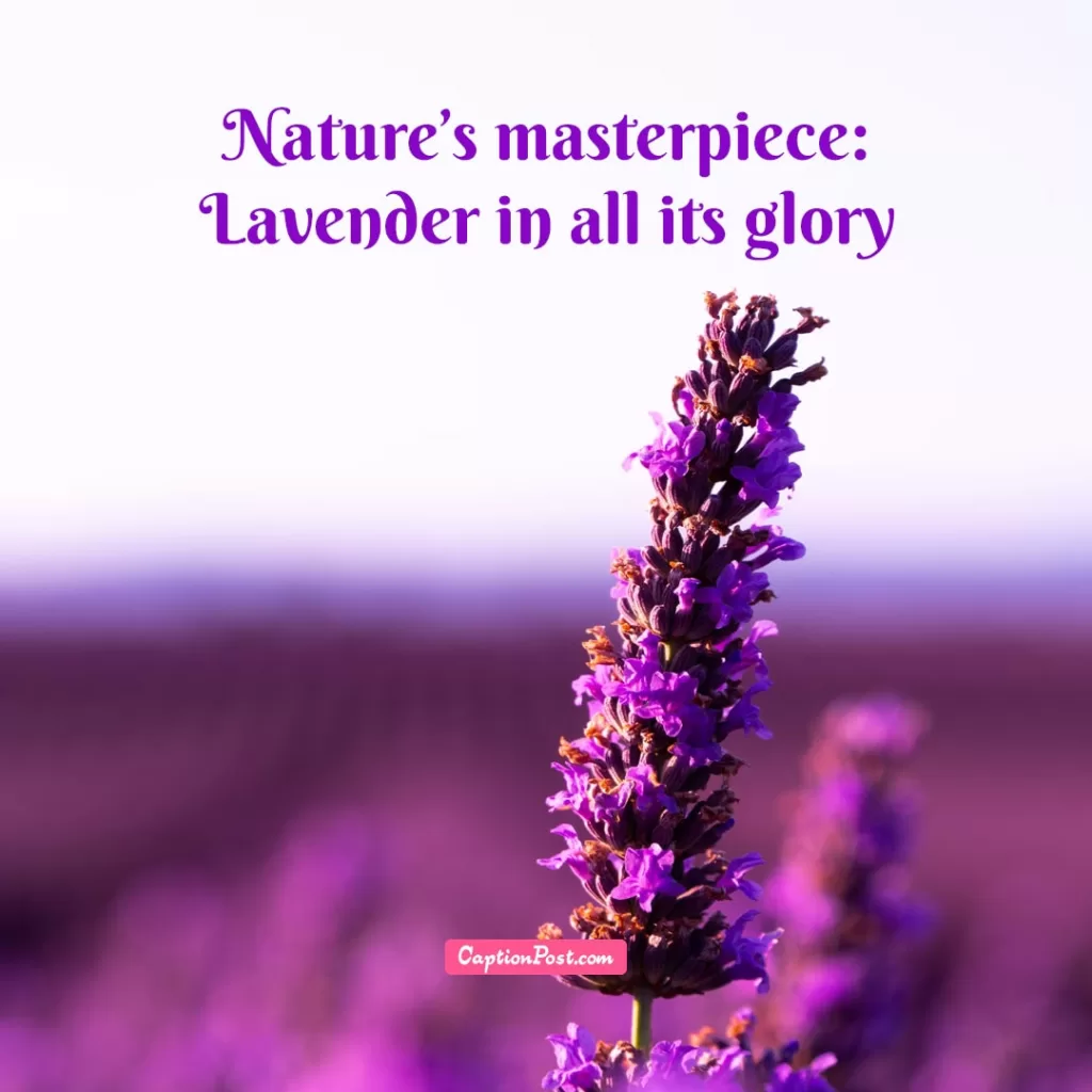 Lovely Lavender Captions For Instagram