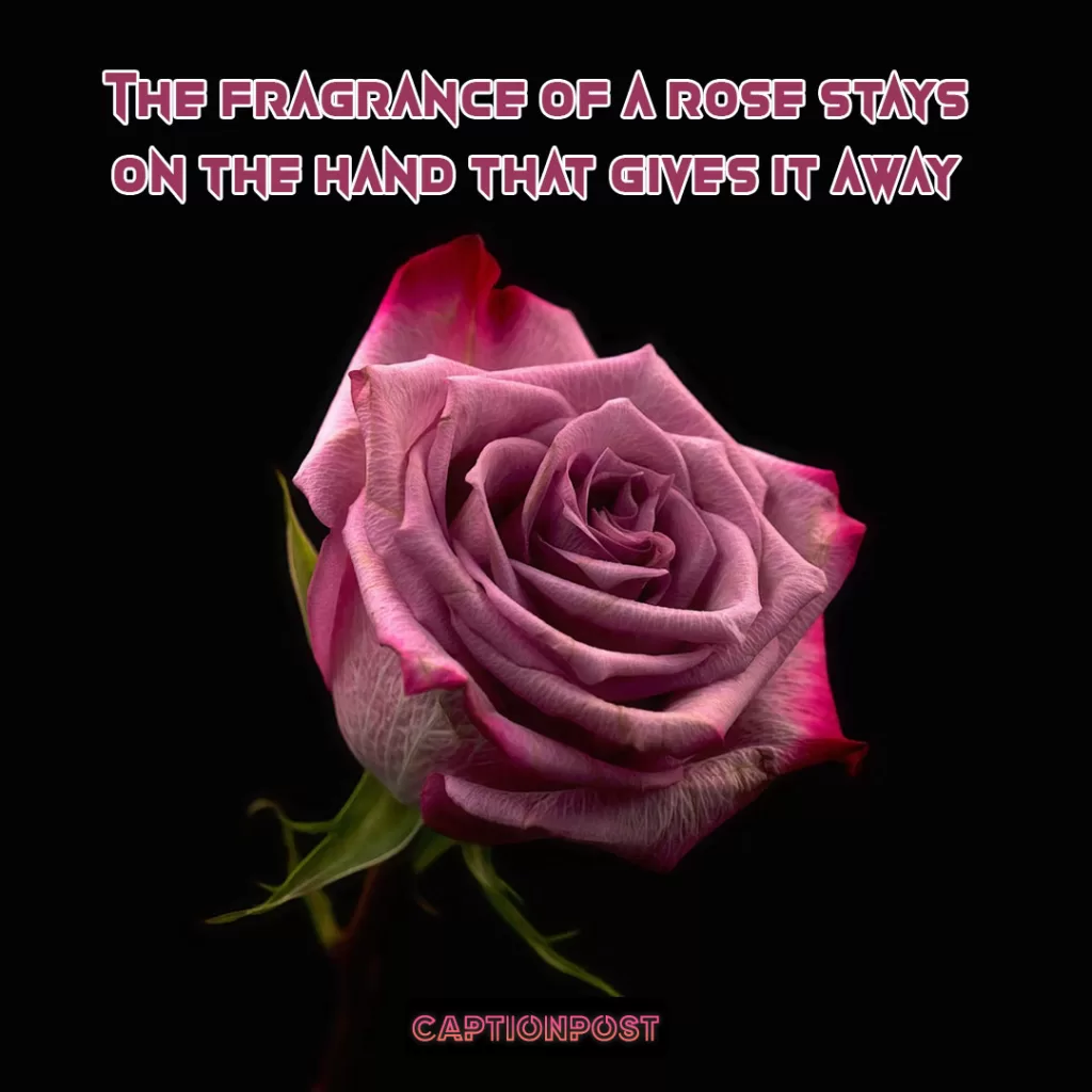 Rose Day Quotes To Celebrating Love and Affection