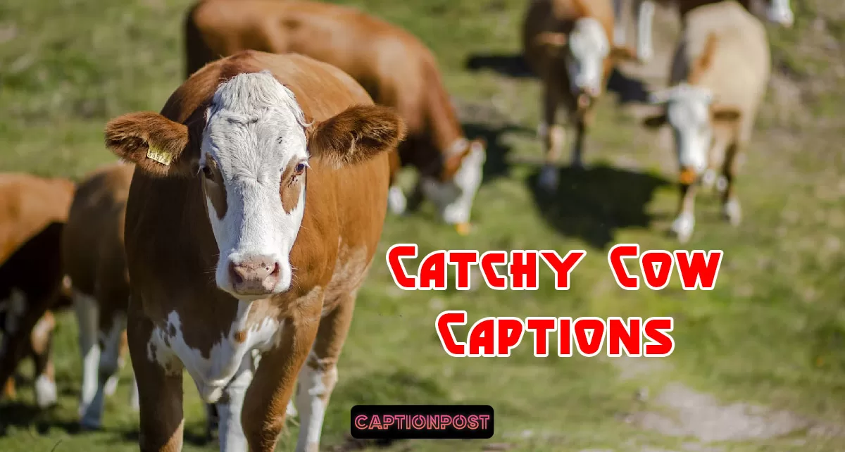 Catchy Cow Captions for All Your Social Media Posts