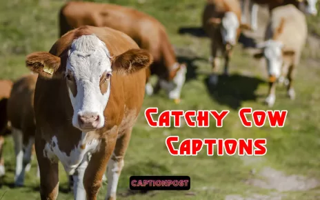 Catchy Cow Captions for All Your Social Media Posts