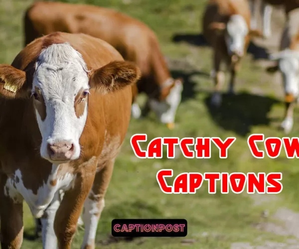 Catchy Cow Captions for All Your Social Media Posts