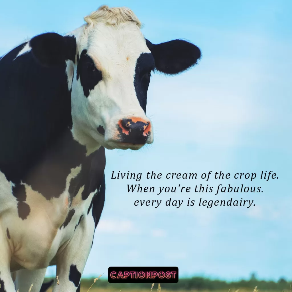 Catchy Cow Captions for Instagram