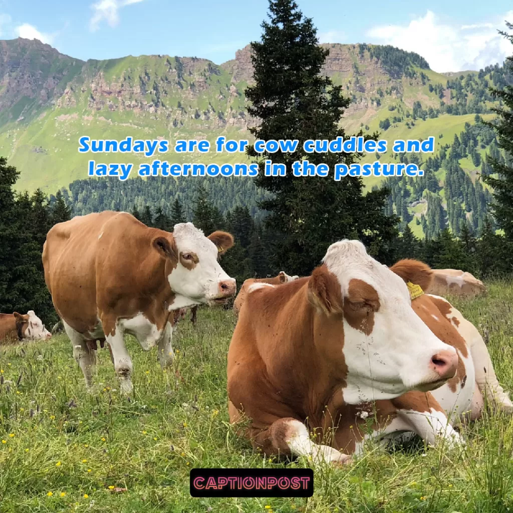 Cow Photos Captions for Instagram